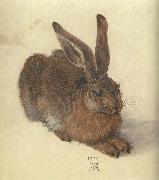 Albrecht Durer A Young Hare oil